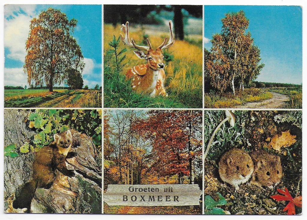 Boxmeer Gelopen Ansichtkaart ( B5915 ), Ophalen of Verzenden, 1980 tot heden, Gelopen