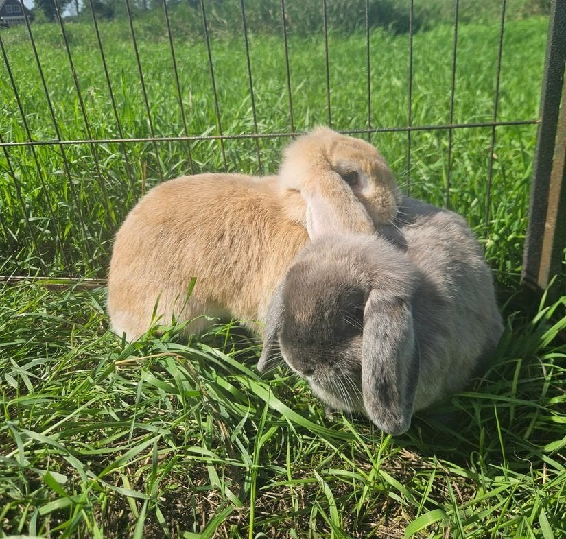 Mhanee & Khoa zoeken een huisje!, Dieren en Toebehoren, Meerdere dieren, Klein, Hangoor