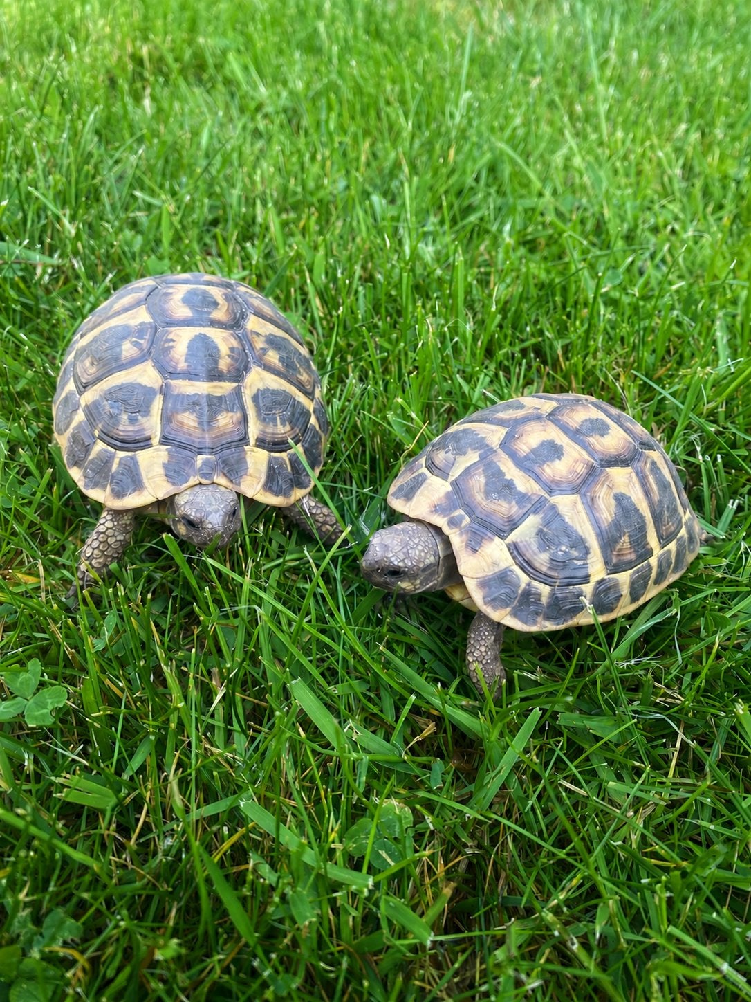 Testudo hermanni hermanni VAR, Dieren en Toebehoren, 0 tot 2 jaar