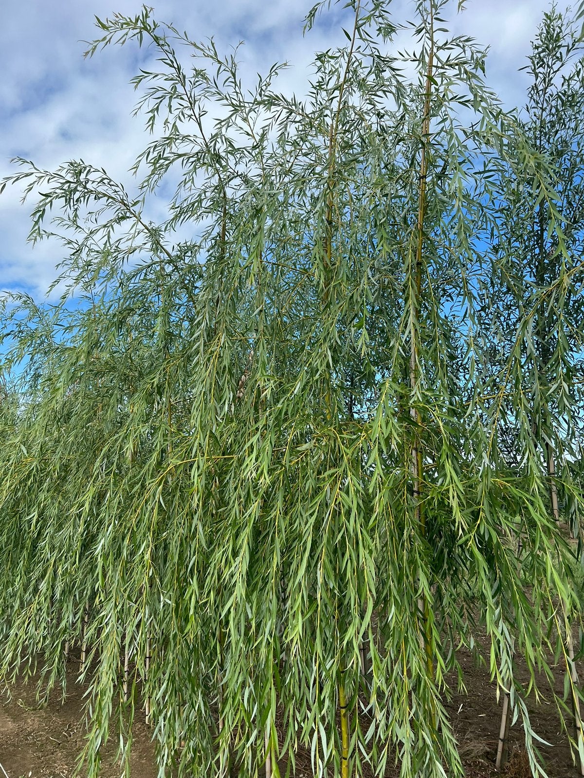 Salix alba tristis treurwilg, Tuin en Terras, Ophalen, Treurboom, 250 tot 400 cm