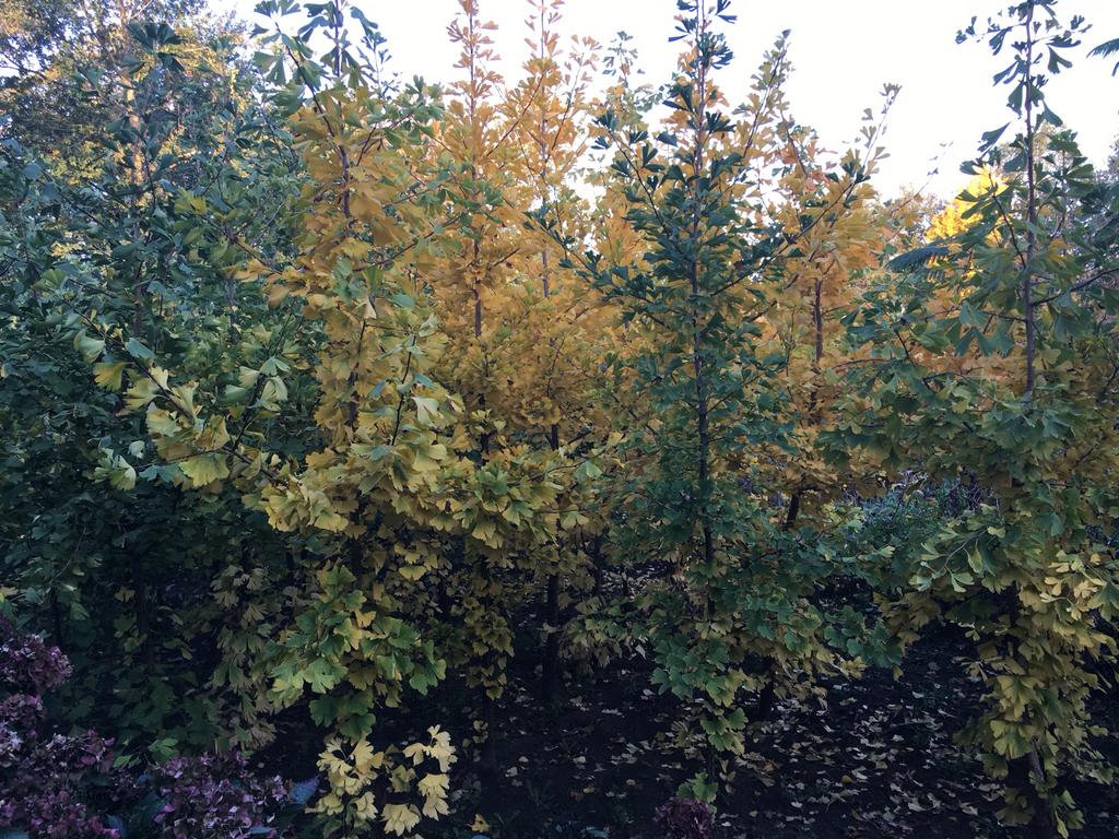 Ginkgo Biloba bomen  2-5 meter hoog, Herfst, Overige soorten, 400 cm of meer, Ophalen