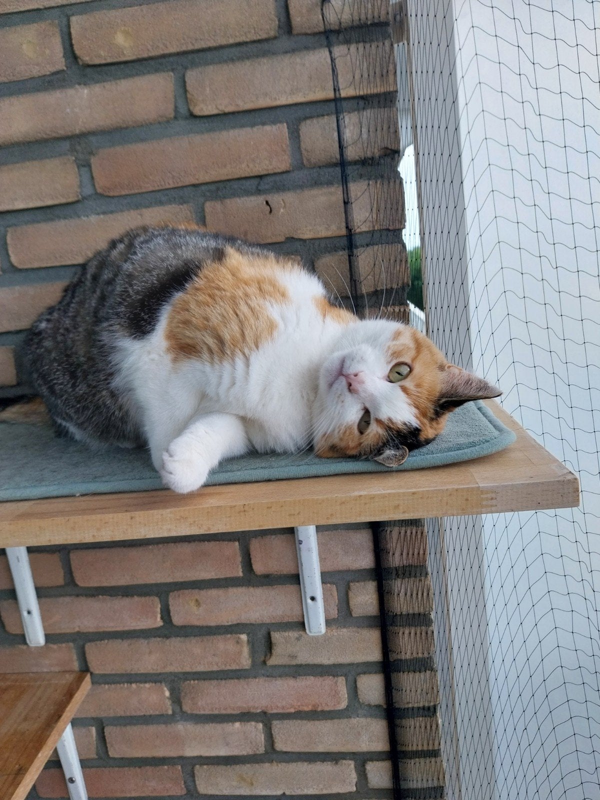chickie zoekt een tuin, Poes