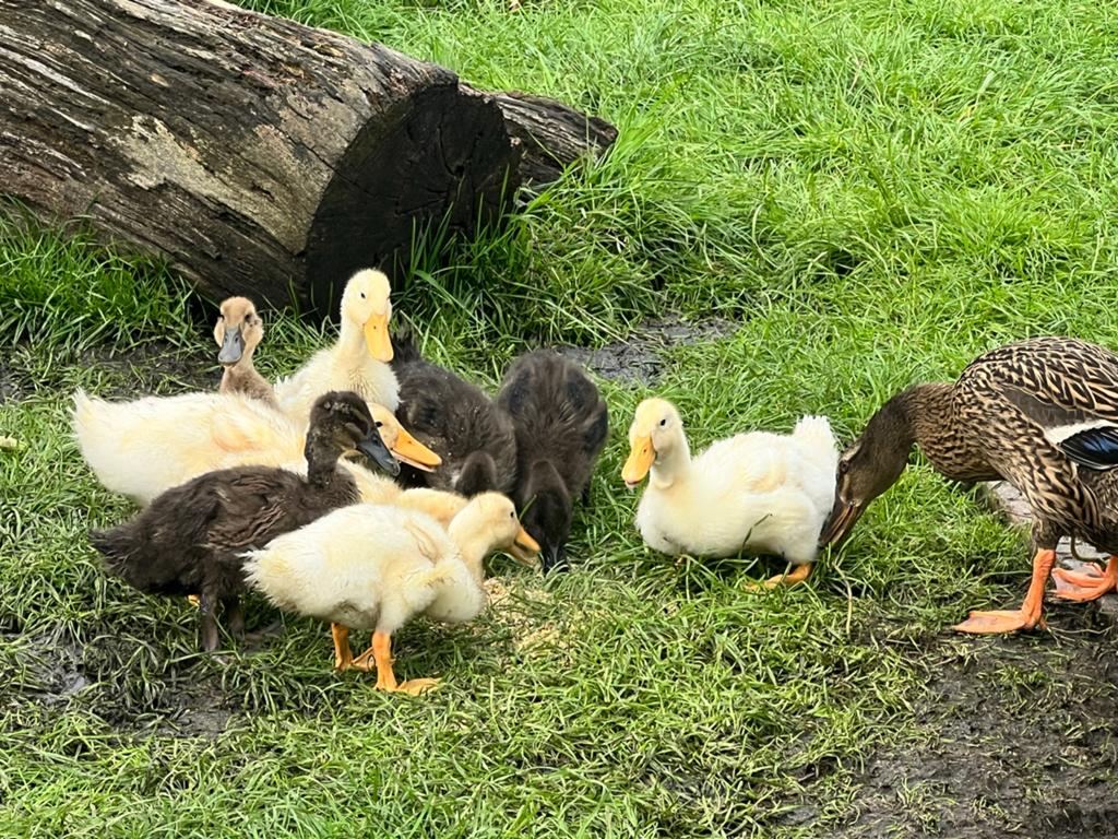Jonge loopeenden, Dieren en Toebehoren, Pluimvee, Meerdere dieren, Eend