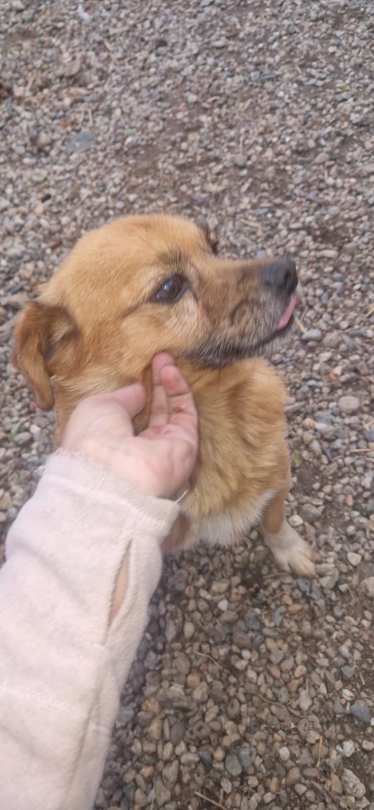 Nezu zoekt baasje, Dieren en Toebehoren, 6 jaar of ouder, Particulier, Buitenland, Eén hond