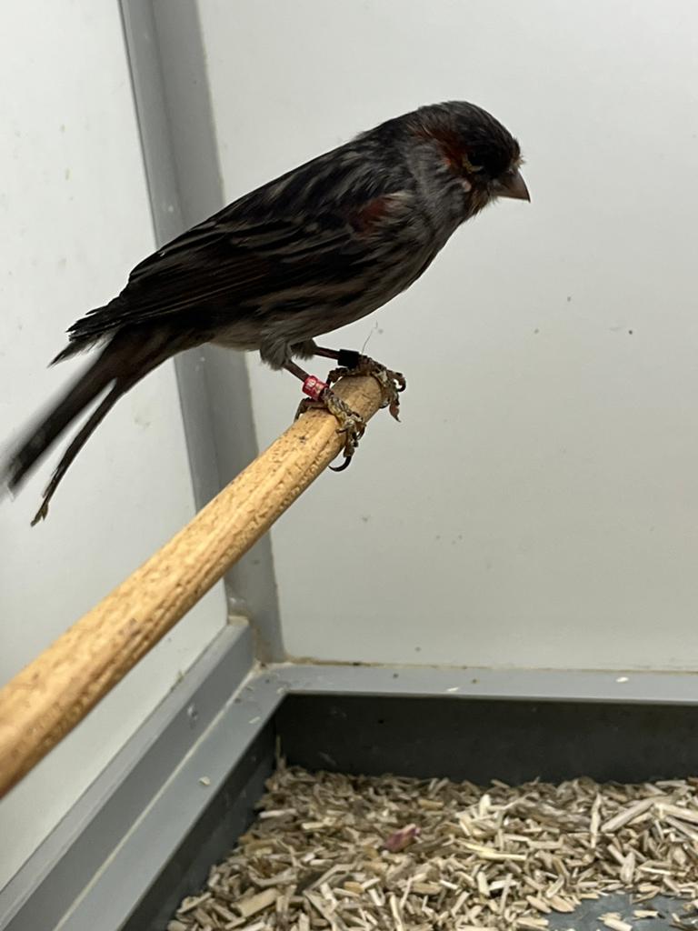 1-1 Kanarie Kobal x Split Kobalt, Dieren en Toebehoren, Vogels | Kanaries, Meerdere dieren, Kleurkanarie