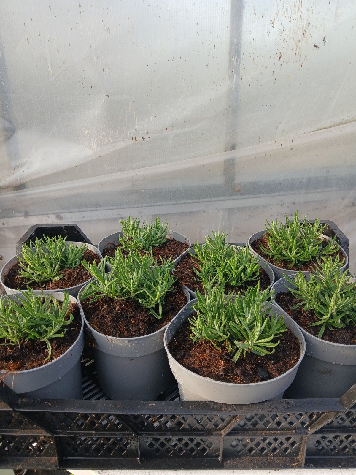 Lavendel 'Hidcote' in 2L potten, Ophalen, Overige soorten, Struik, Minder dan 100 cm