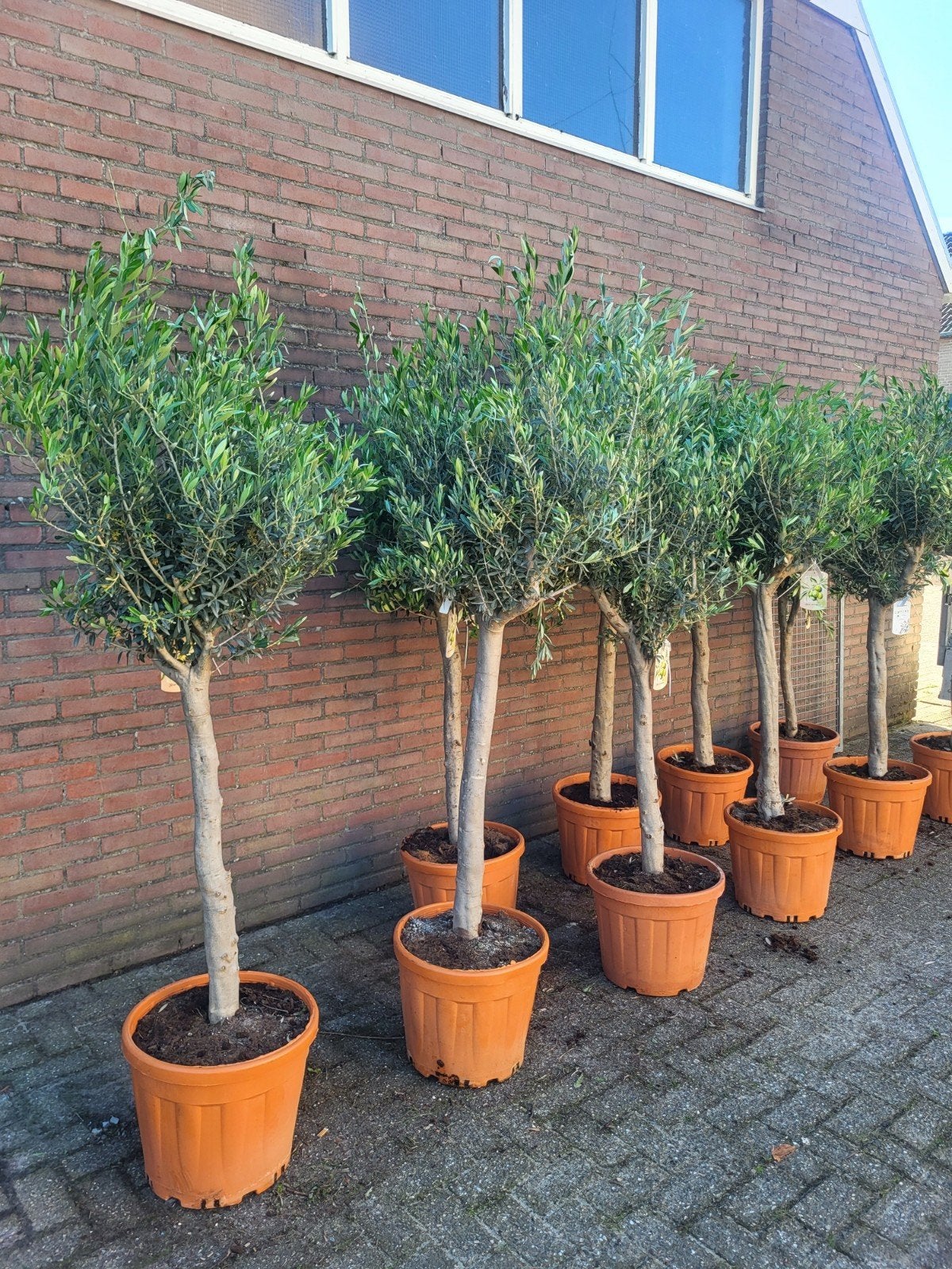 mega oliifbomen deal dit weekend !!, Volle zon, Ophalen of Verzenden, 100 tot 250 cm, Olijfboom