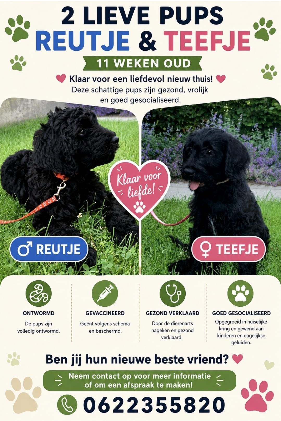 Labradoodle pups, Dieren en Toebehoren, Honden | Retrievers, Spaniëls en Waterhonden, Overige rassen, 8 tot 15 weken, Parvo, Meerdere