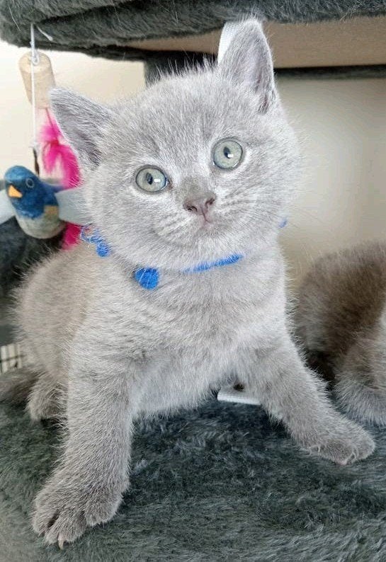 Lieve Britse korthaar kittens € 850,-, Dieren en Toebehoren, Katten en Kittens | Raskatten | Korthaar, Meerdere dieren