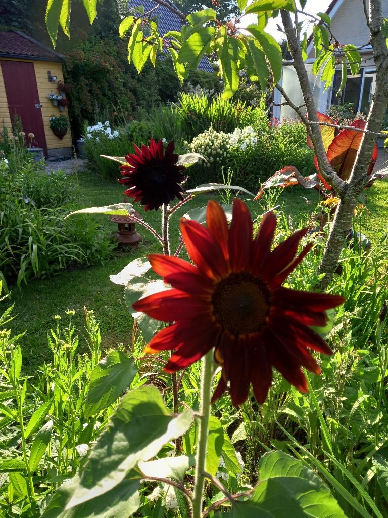 zonnebloemen, Ophalen, Eenjarig, Overige soorten, Volle zon