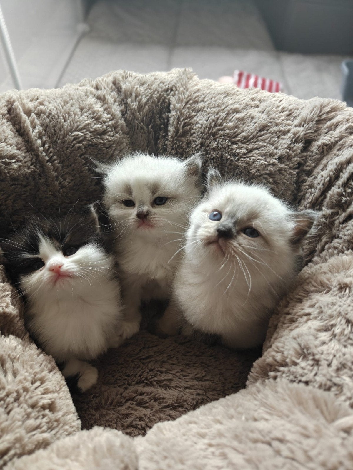 Kittens Ragdoll/Britse korthaar., Poes, Ontwormd, 0 tot 2 jaar