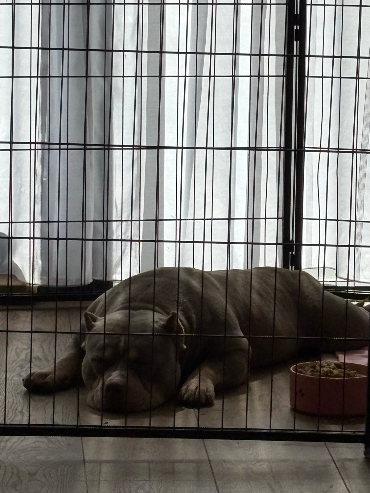 Amerikaanse pocket bully xl tricolore, Dieren en Toebehoren, Honden | Bulldogs, Pinschers en Molossers, Particulier, 1 tot 2 jaar