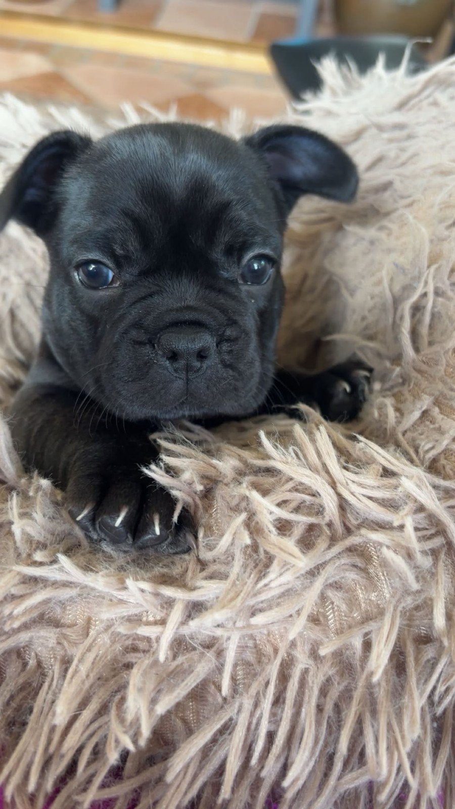 Franse bulldog puppy's, 8 tot 15 weken, Bulldog, Meerdere, Meerdere dieren