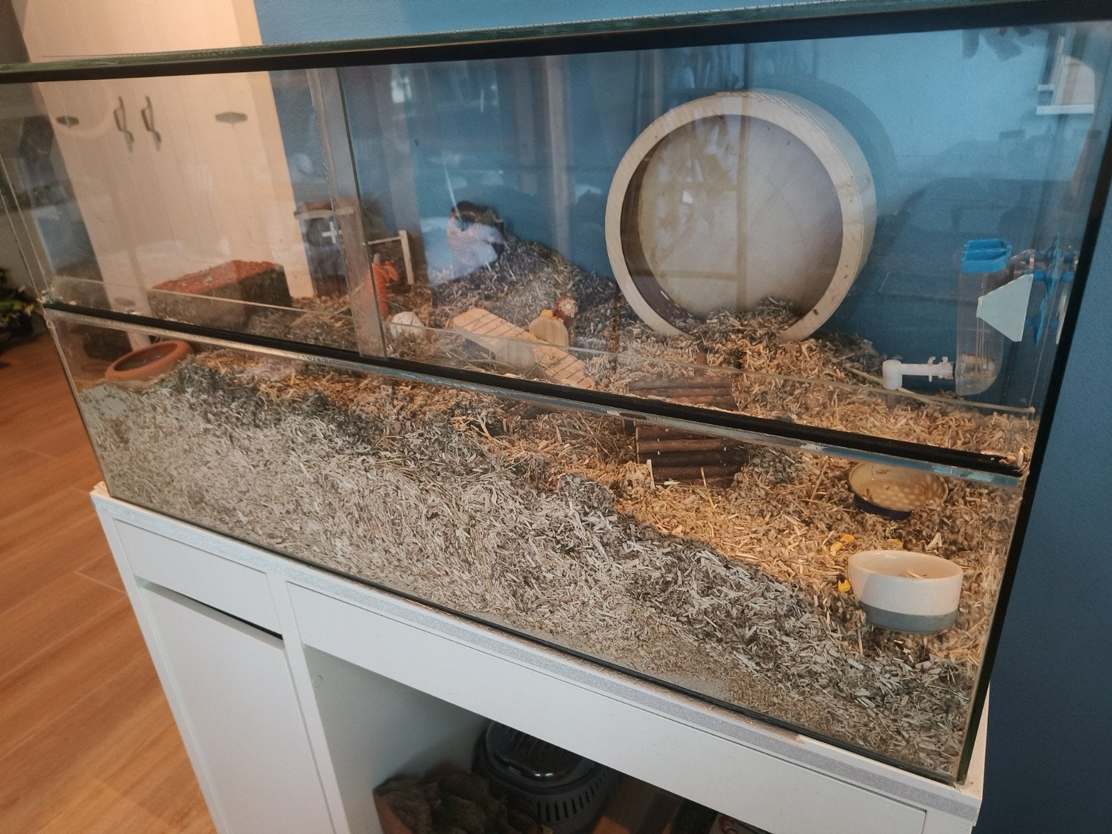 Hamster verblijf van glas, met goudhamster en veel extra 's, Hamster, April, Mannelijk, Tam