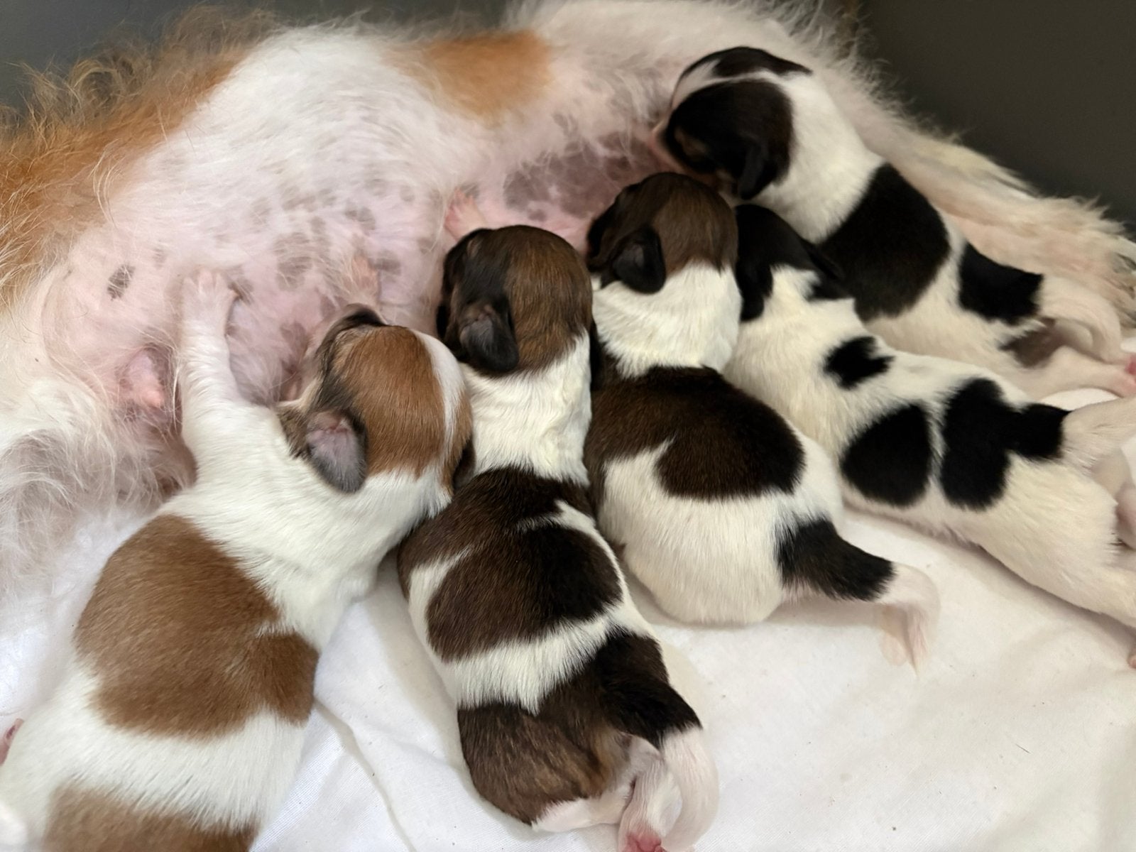 Jack Russell/nachtvlinder, Dieren en Toebehoren, Overige rassen, 8 tot 15 weken, Parvo, Meerdere