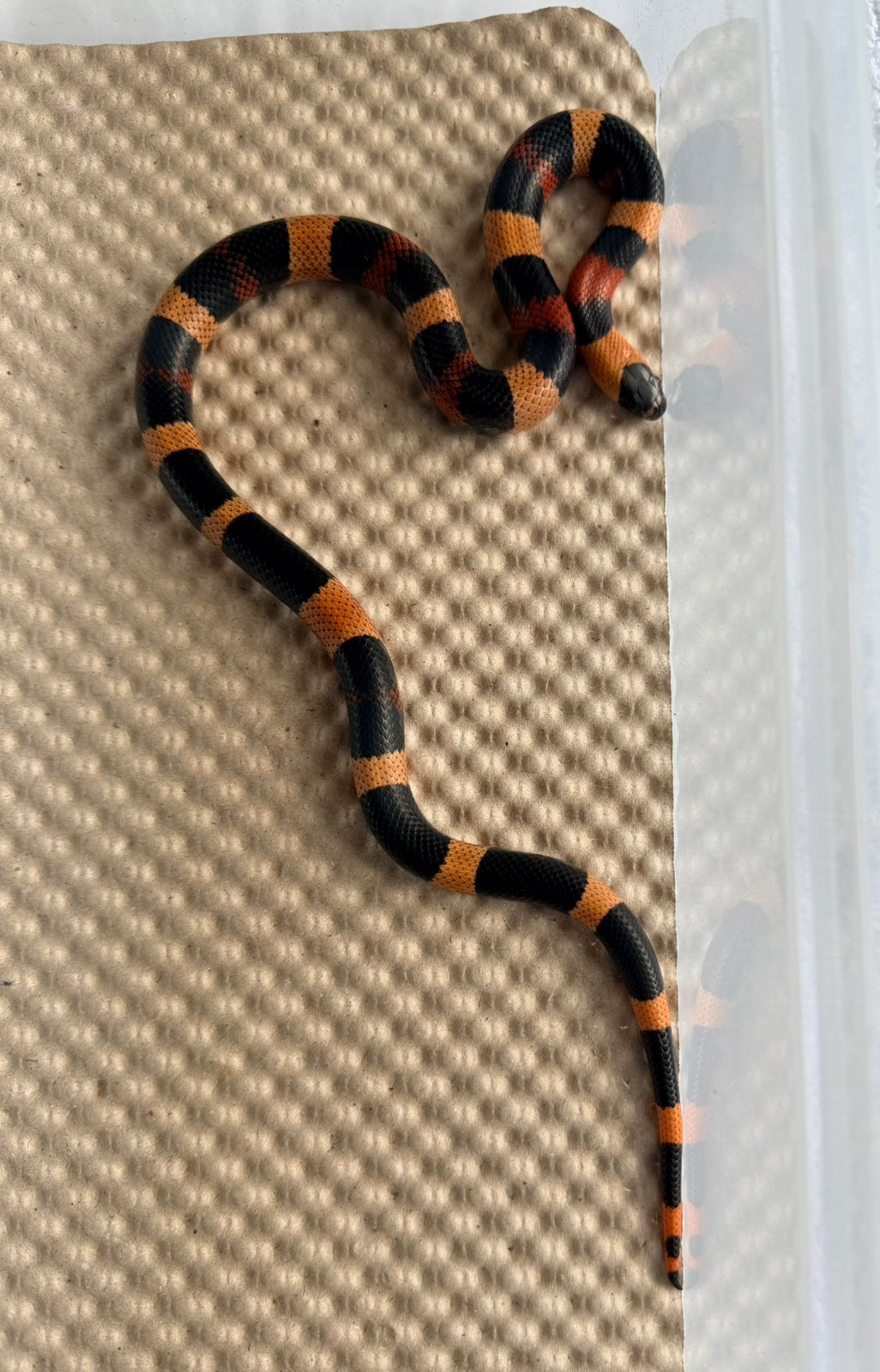 Lampropeltis Campbelli Apricot 1.0 Kingsnake - male for sale from Nettie