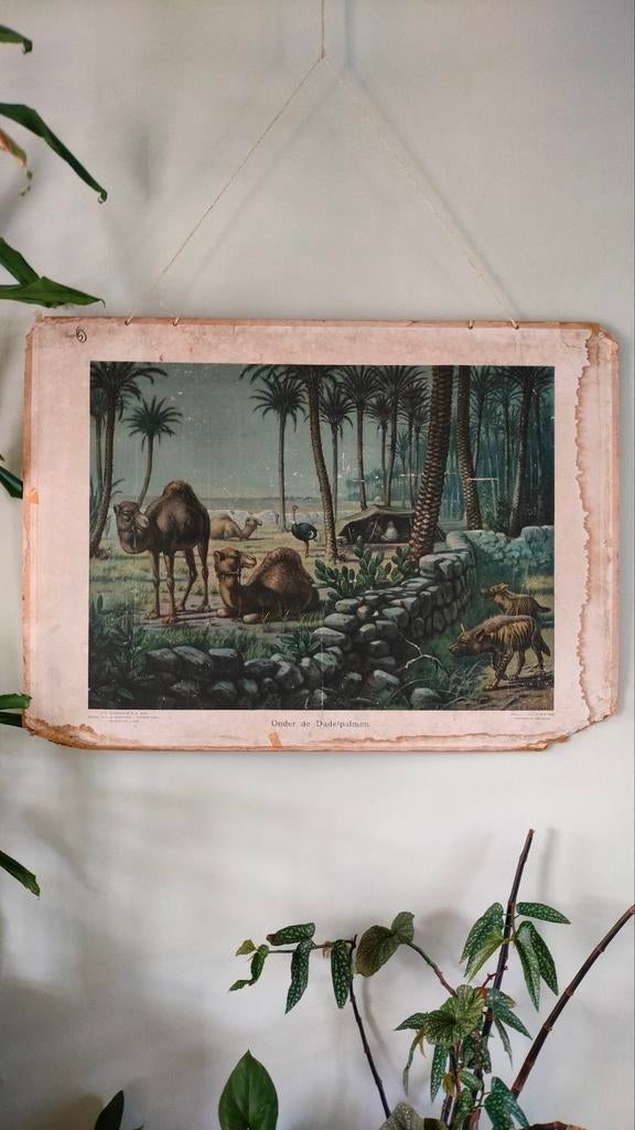 Antieke doorleefde schoolplaat 'onder de dadelpalmen', Antiek en Kunst, Ophalen, Natuur en Biologie