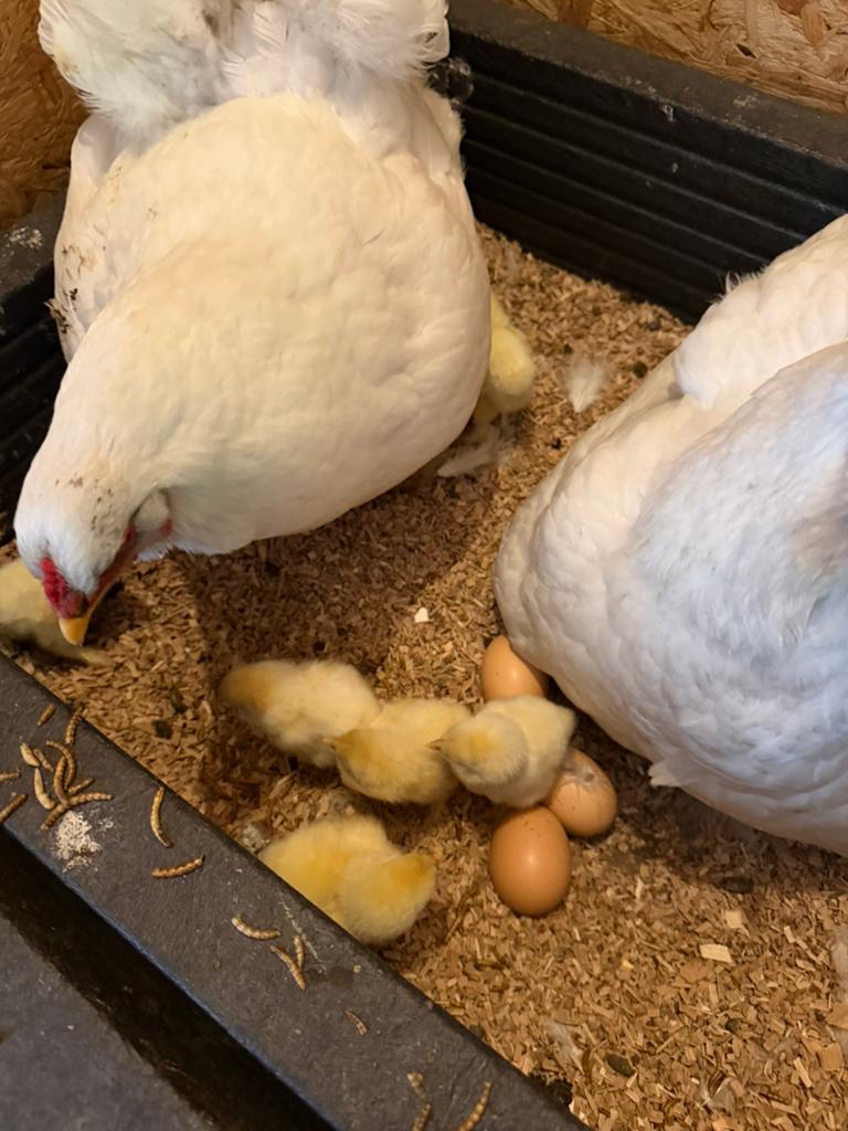 Brahma Kuikens, Dieren en Toebehoren, Pluimvee, Geslacht onbekend, Kip