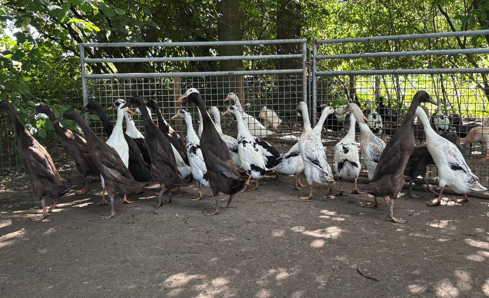 Indische Loopeend dames te koop, raszuiver., Dieren en Toebehoren, Pluimvee, Vrouwelijk, Eend