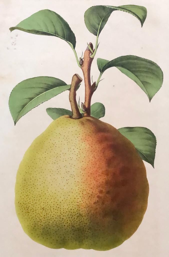 A Riocreux Antieke Botanische prent Peer - Duchesse D'hiver, Ophalen of Verzenden, Flora en Fauna, Lithografie, 1800 - 1899