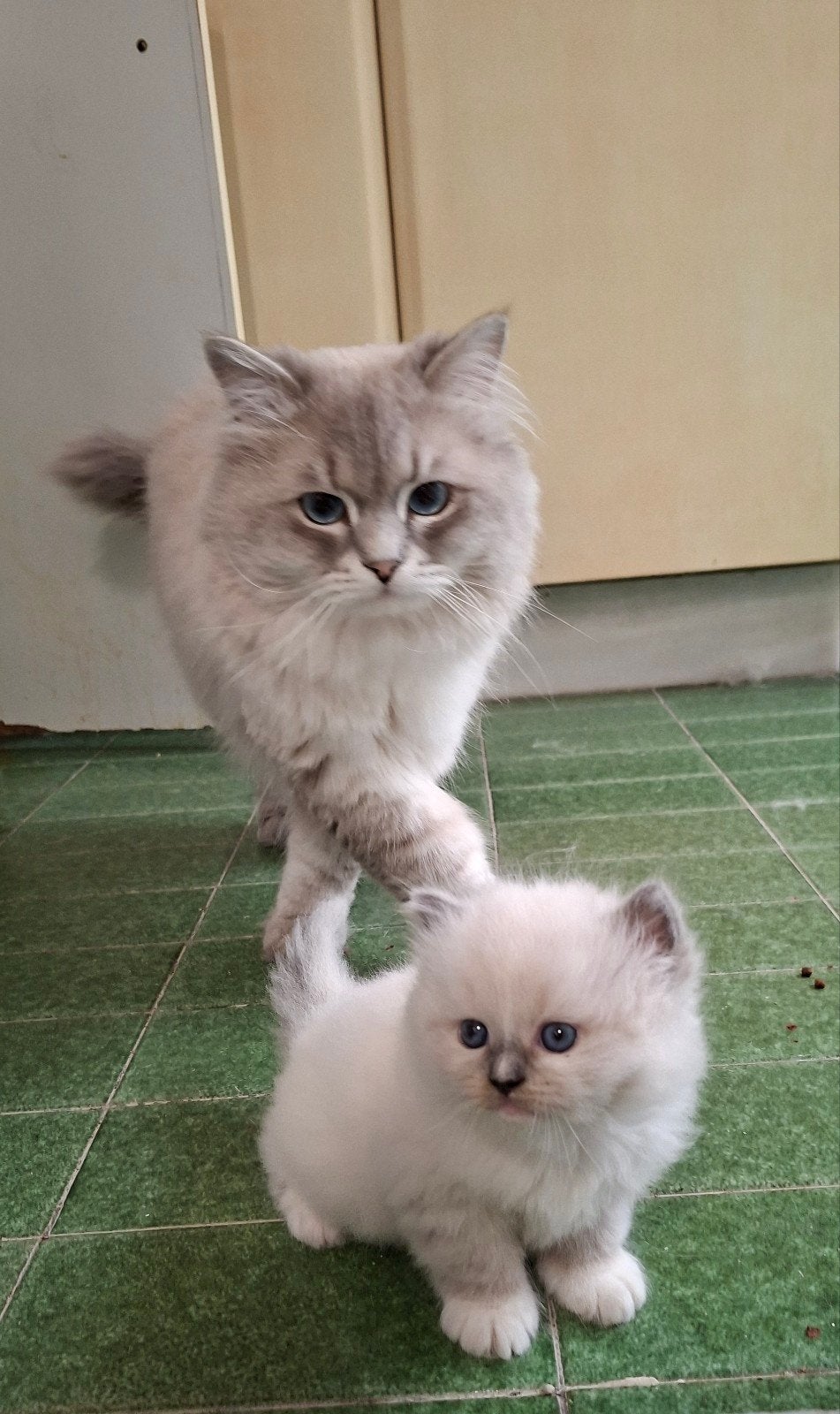 Kitten Neva Masquerade één poesje en één katertje beschikba, Dieren en Toebehoren, Meerdere dieren