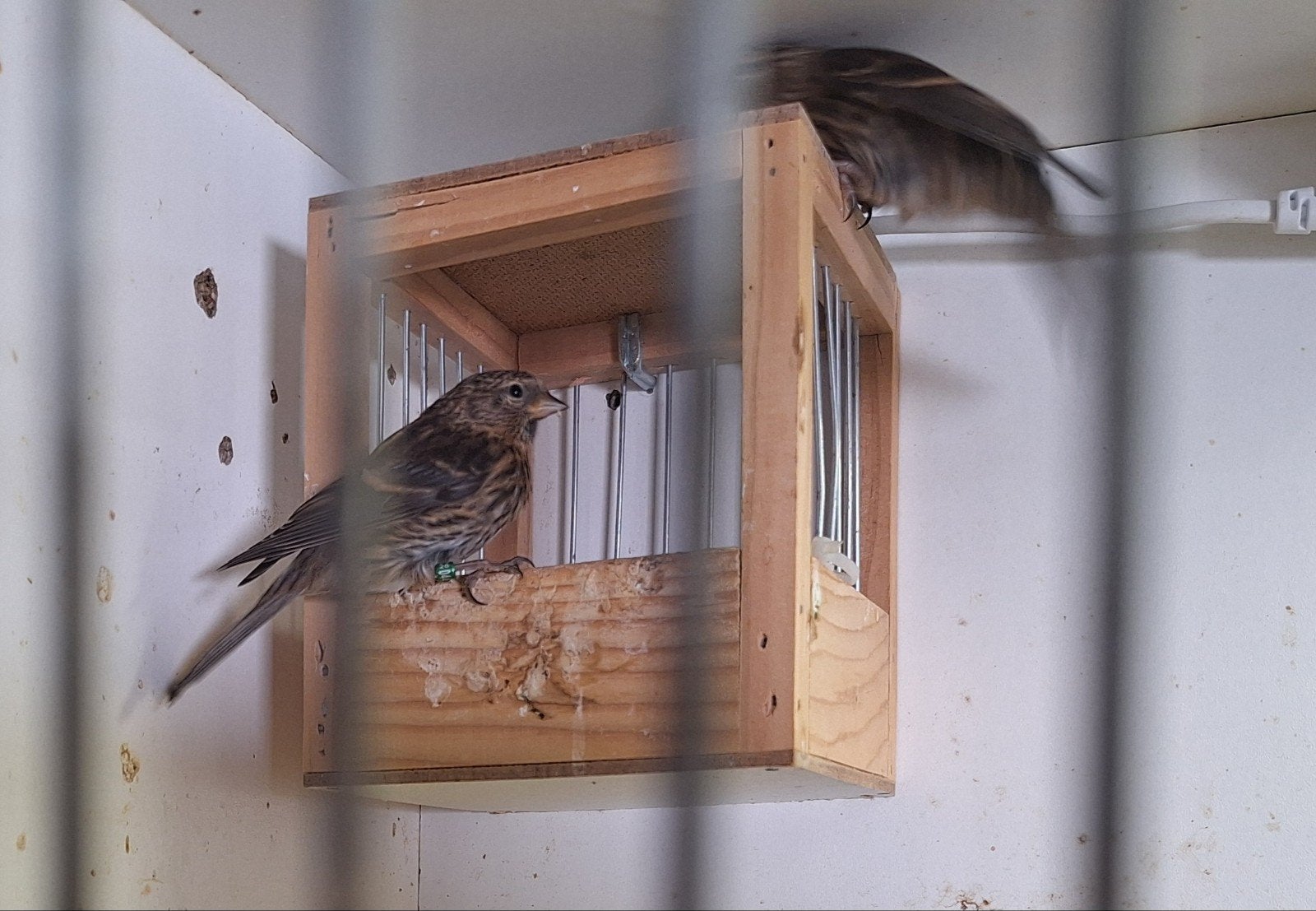 Jonge barmsijsjes te koop., Dieren en Toebehoren, Geslacht onbekend, Wildzangvogel, Geringd