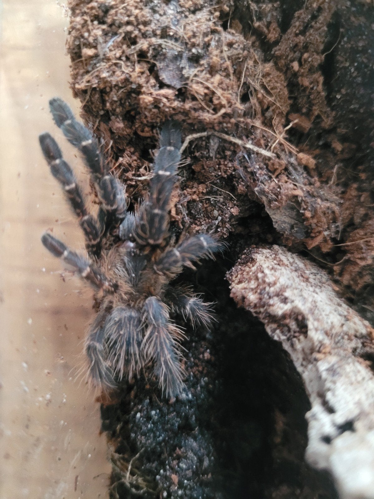 Hati Hati, Tarantula vogelspin