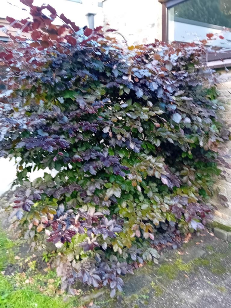 Rode haagbeuk , 12 planten, Tuin en Terras, Ophalen, Overige soorten, 100 tot 250 cm