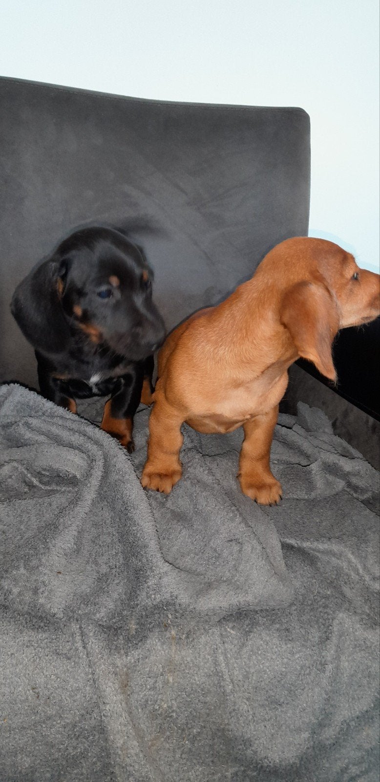 Speelse Dwergteckel pups., Parvo, 8 tot 15 weken, Korthaar, Dwerg