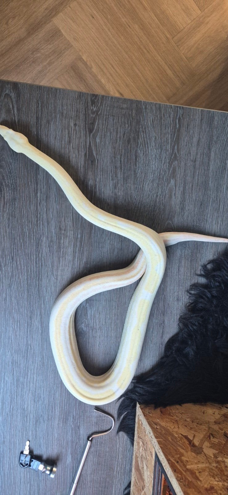 Tamme Albino RLT Boa Vrouw (3 jr) - Eet DF - CITES, Dieren en Toebehoren, Slang, Tam, 3 tot 6 jaar