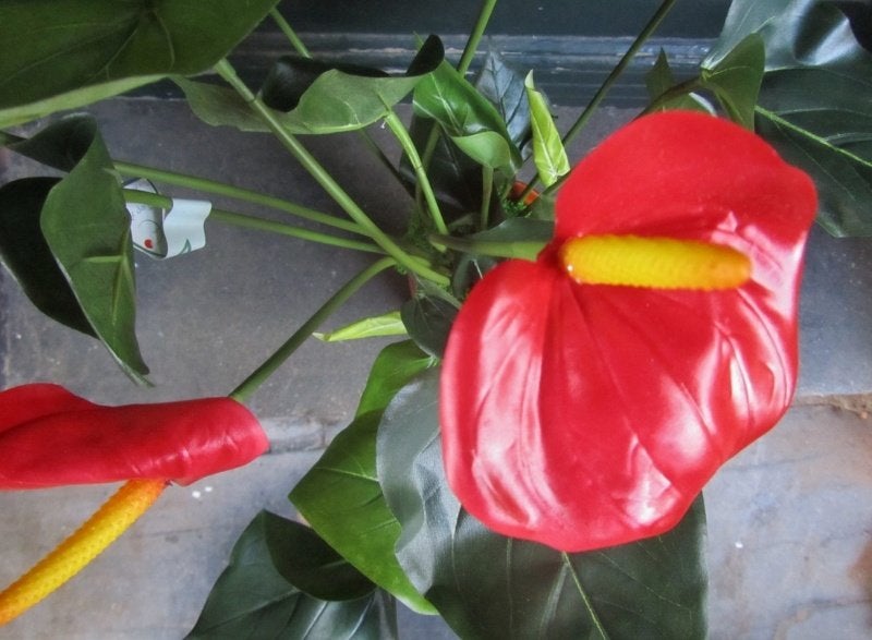 OPRUIMING - ANTHURIUM - KUNST - VAN 24,50 NU 19,50, Huis en Inrichting, Ophalen of Verzenden, Nieuw, Overige merken
