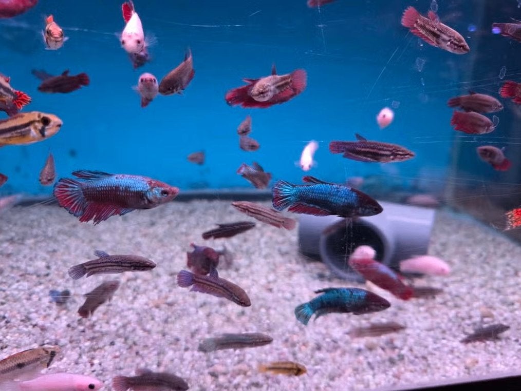 Betta Vrouw Mix – Siamese Kempvis Dames – Betta splendens, Vis, Zoetwatervis