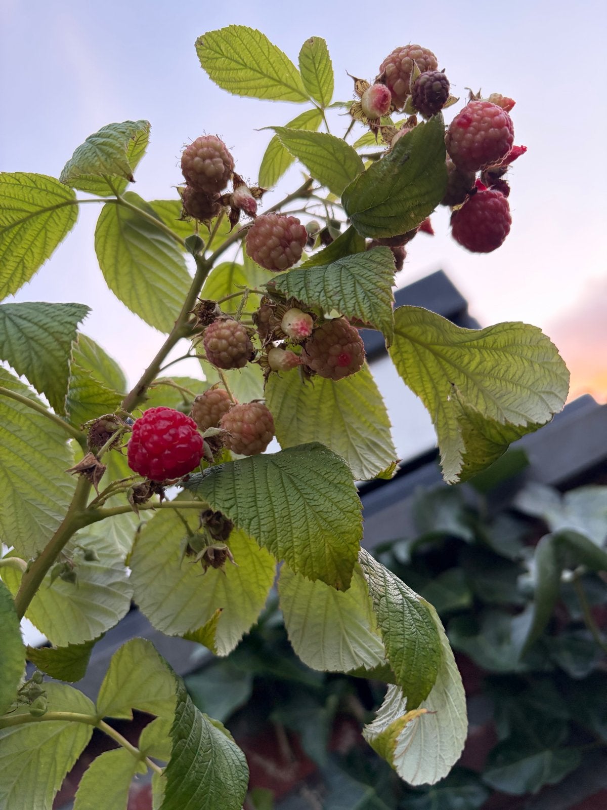 Frambozenplant 'Heritage' - 100% Bio, Tuin en Terras, Ophalen, Volle zon, Vaste plant, Zomer