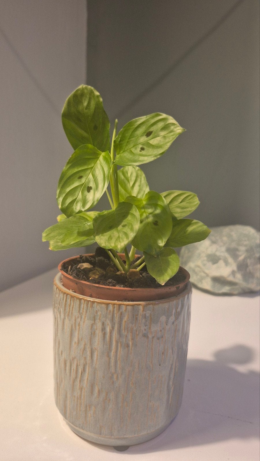 maranta repens/ mini maranta(voorheen maranta depressa), Ophalen of Verzenden