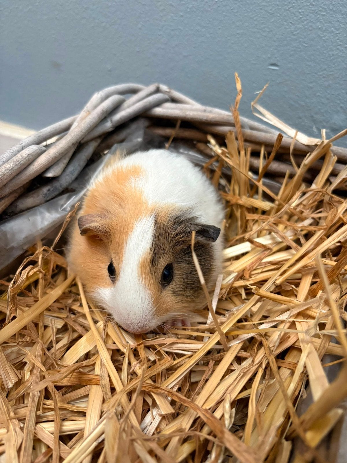 Gezocht; warm nestje voor deze schattige babycavia broertjes, Dieren en Toebehoren, Cavia, Juni, Mannelijk, Tam