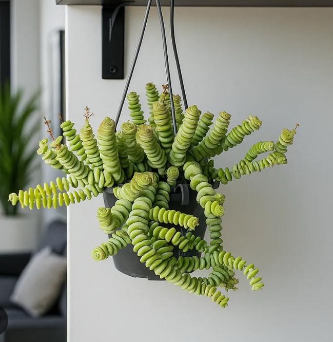 Crassula hottentot hangplant stekjes, Ophalen of Verzenden, Halfschaduw, Minder dan 100 cm
