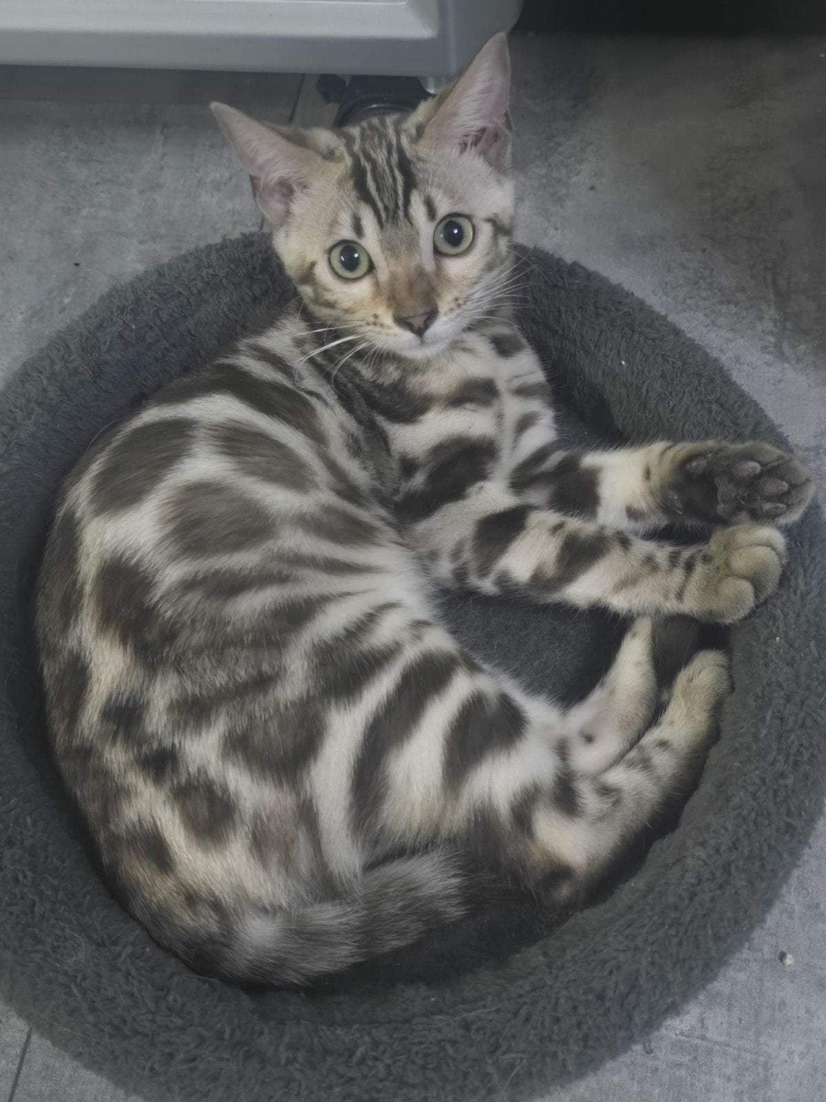 snow bengaal kittens  poes/ kater, Meerdere dieren