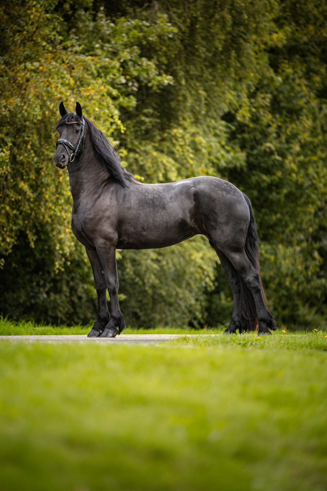 Friese 3-jarige Ster merrie, Dieren en Toebehoren, Merrie, Met stamboom, Dressuurpaard, 3 tot 6 jaar