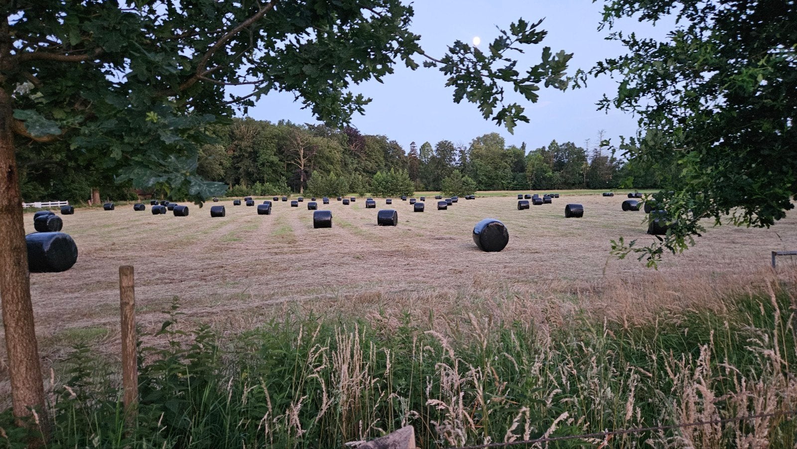 midibalen hooi, Jakobskruiskruid vrij, Ophalen, Vee