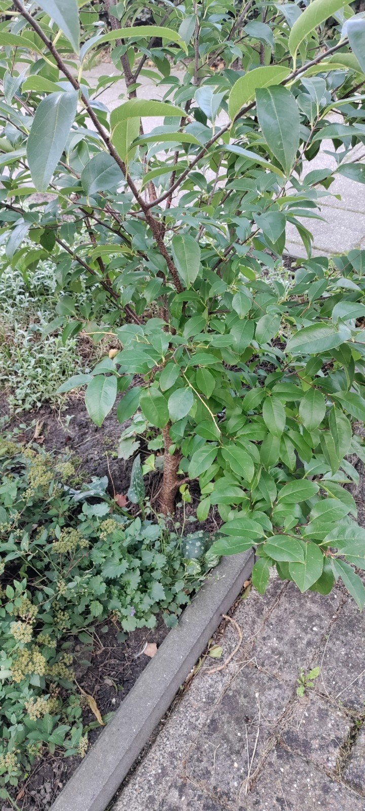 VOGELKERS,boompje,Groen blad,bessen, Tuin en Terras, Ophalen, Laurier, 100 tot 250 cm