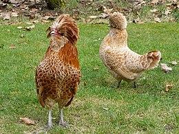 Baardkuifhoen hennen, Dieren en Toebehoren, Pluimvee, Vrouwelijk, Kip