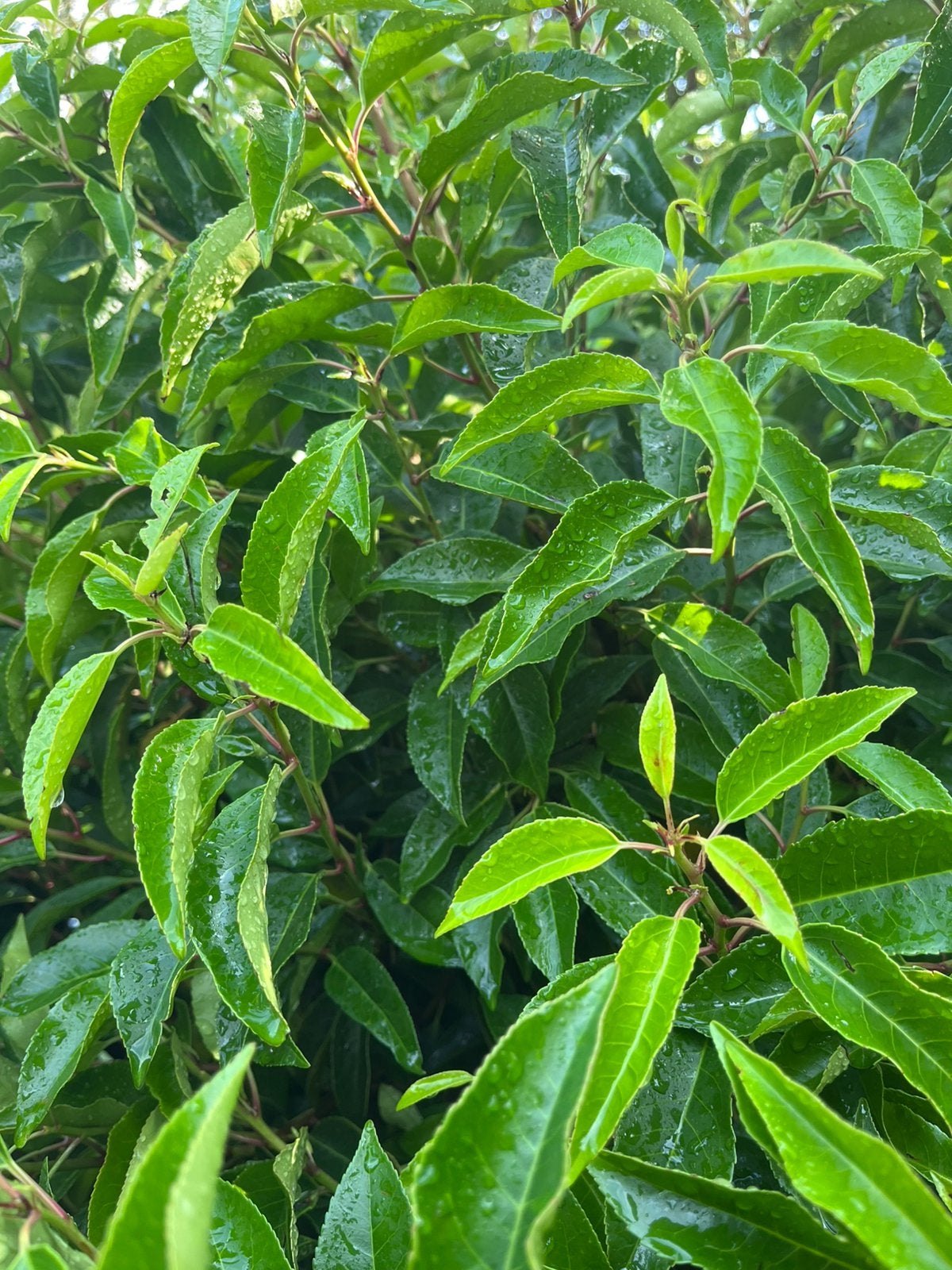 Portugese laurier / groenblijvend / zware kwaliteit, Tuin en Terras, Planten | Struiken en Hagen, Ophalen of Verzenden, Laurier