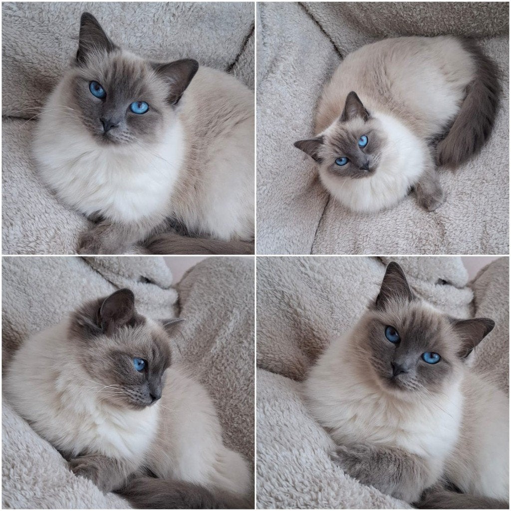Radoll katten zoeken nieuw for ever home, Meerdere dieren, Ontwormd, 3 tot 5 jaar