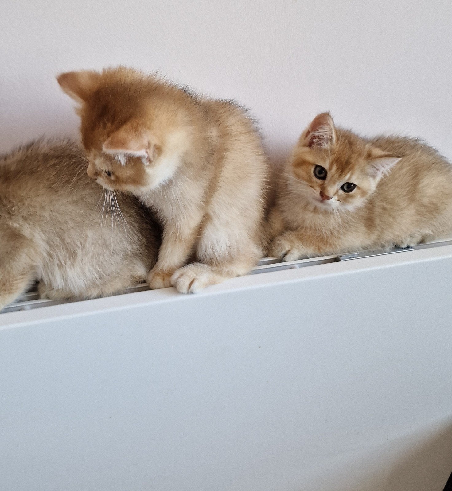 Prachtige Britse Korthaar Kittens | Black Golden Shaded | 🐈, Meerdere dieren, Ontwormd, 0 tot 2 jaar