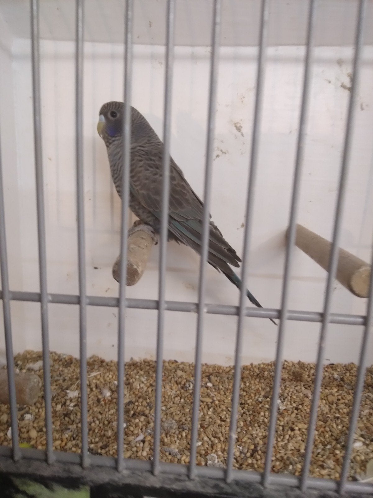 Blackface blackwing split  df man , eventueel ook bfbwdf pop, Dieren en Toebehoren, Meerdere dieren, Parkiet, Geringd