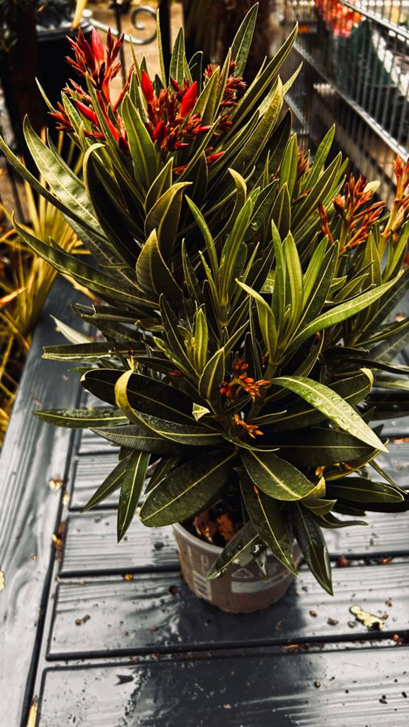 Prachtige Oleander Plant - Rode Bloemen, Volle zon, Vaste plant, Zomer, Ophalen