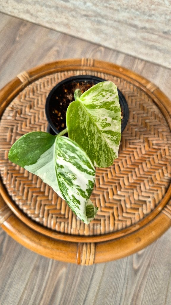 Monstera Variegata Marbled Albo, Ophalen, Halfschaduw, Minder dan 100 cm