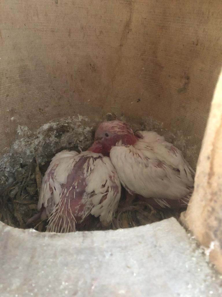 Rose kakatoe, Dieren en Toebehoren, Meerdere dieren, Papegaai, Geringd