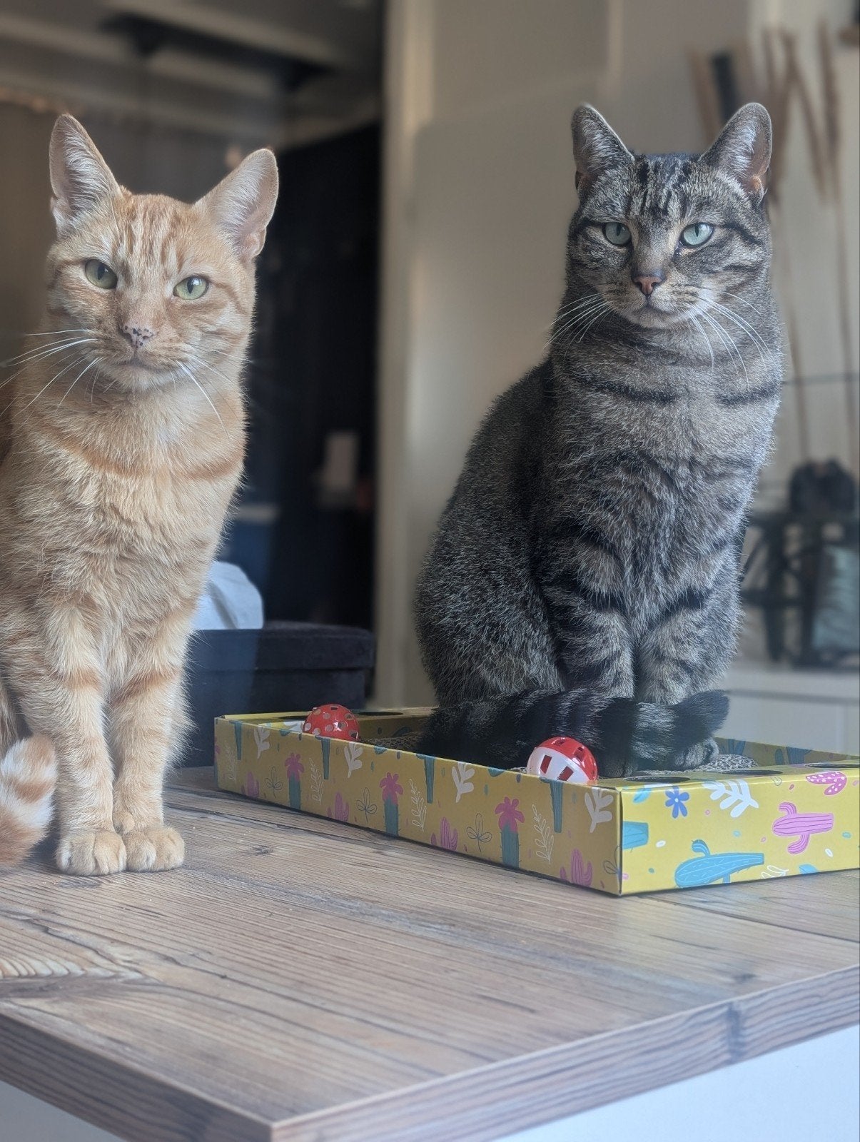 Thuis gezocht voor twee lieve katers, Dieren en Toebehoren, Katten en Kittens | Overige Katten