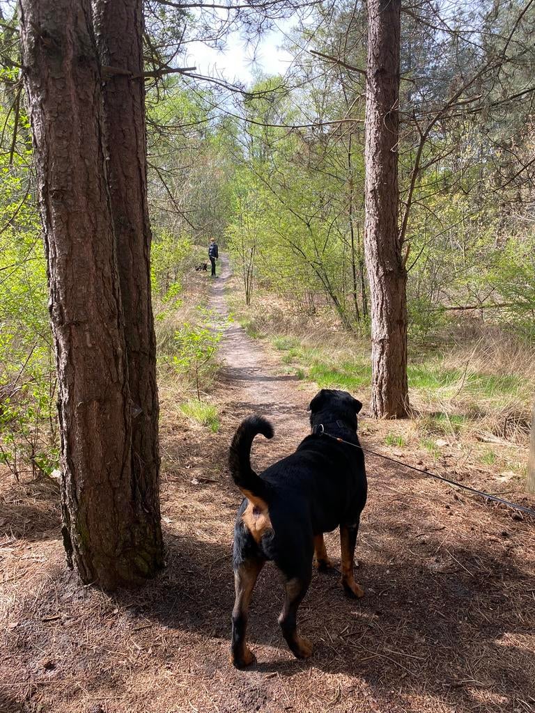Honden uitlaatservice Gennep Groesbeek Mook, Uitlaatservice